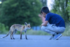 Stanko, who used to chase foxes and scare them away, developed a very special relationship with the animals. He was nicknamed “the fox-whisperer of Spandau”.