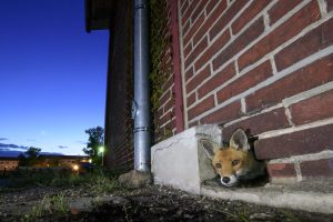 A fox peeks out of his burrow, located in an abandoned warehouse next to the old military barracks.