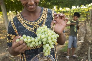 Dzengis spends the harvesting working hard for his family.